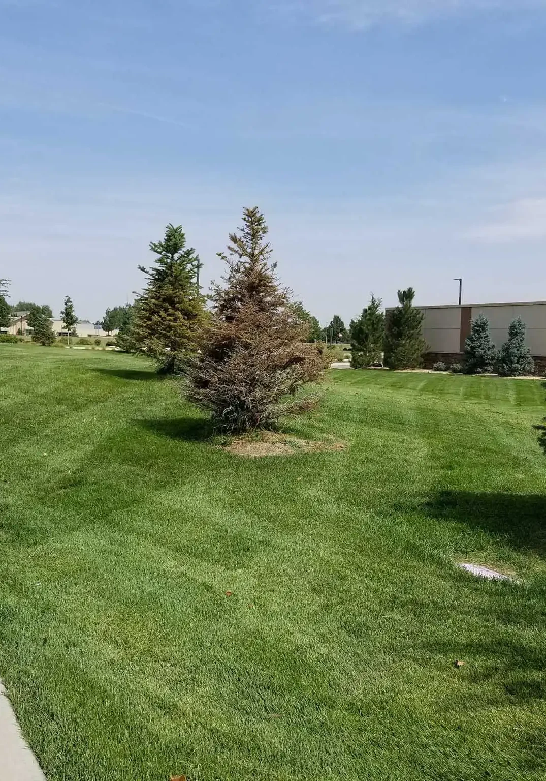 Commercial Lawn Mowing Services Denver, CO