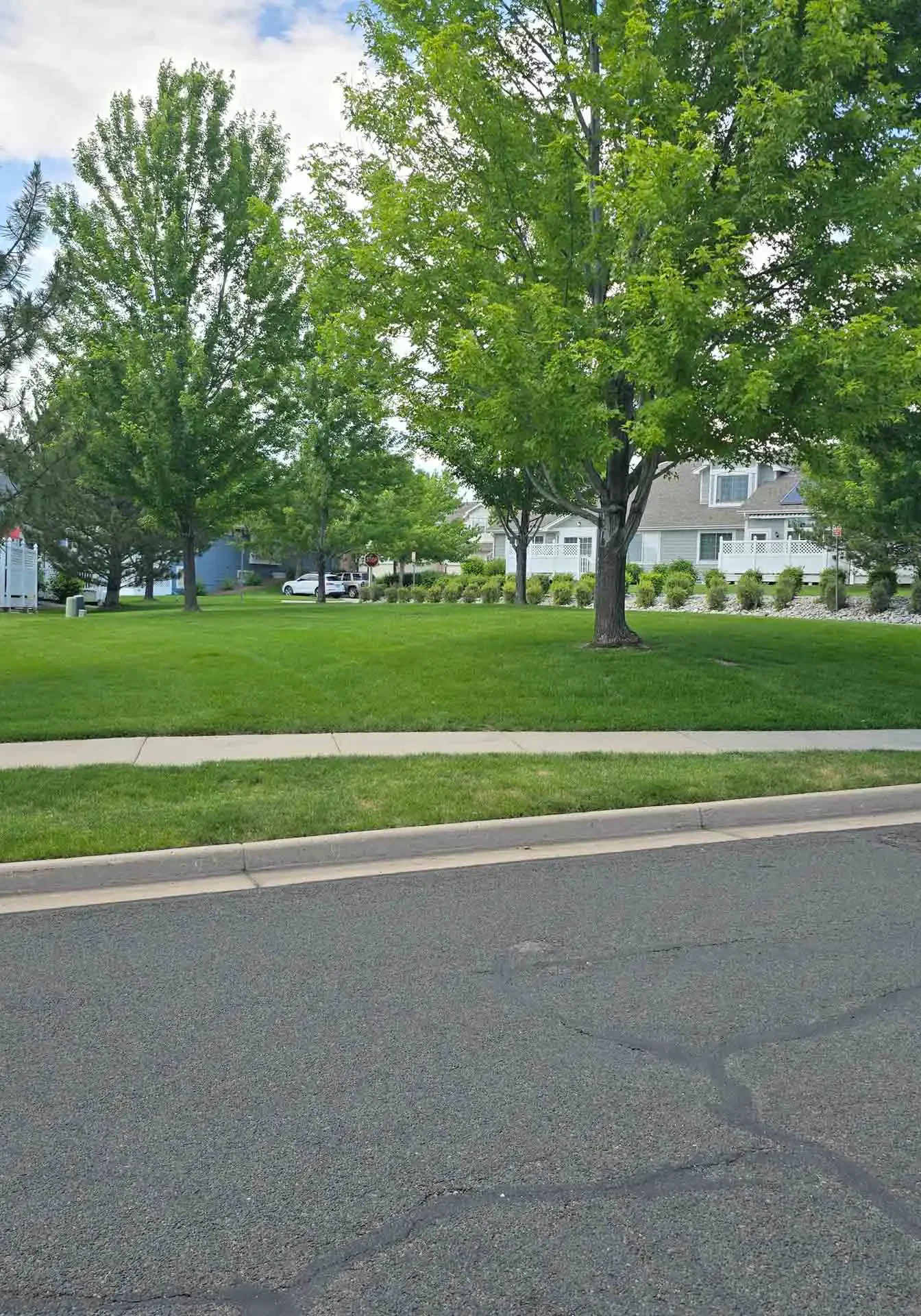 Copy of 20240626_133954 Denver, CO Commercial Tree Services