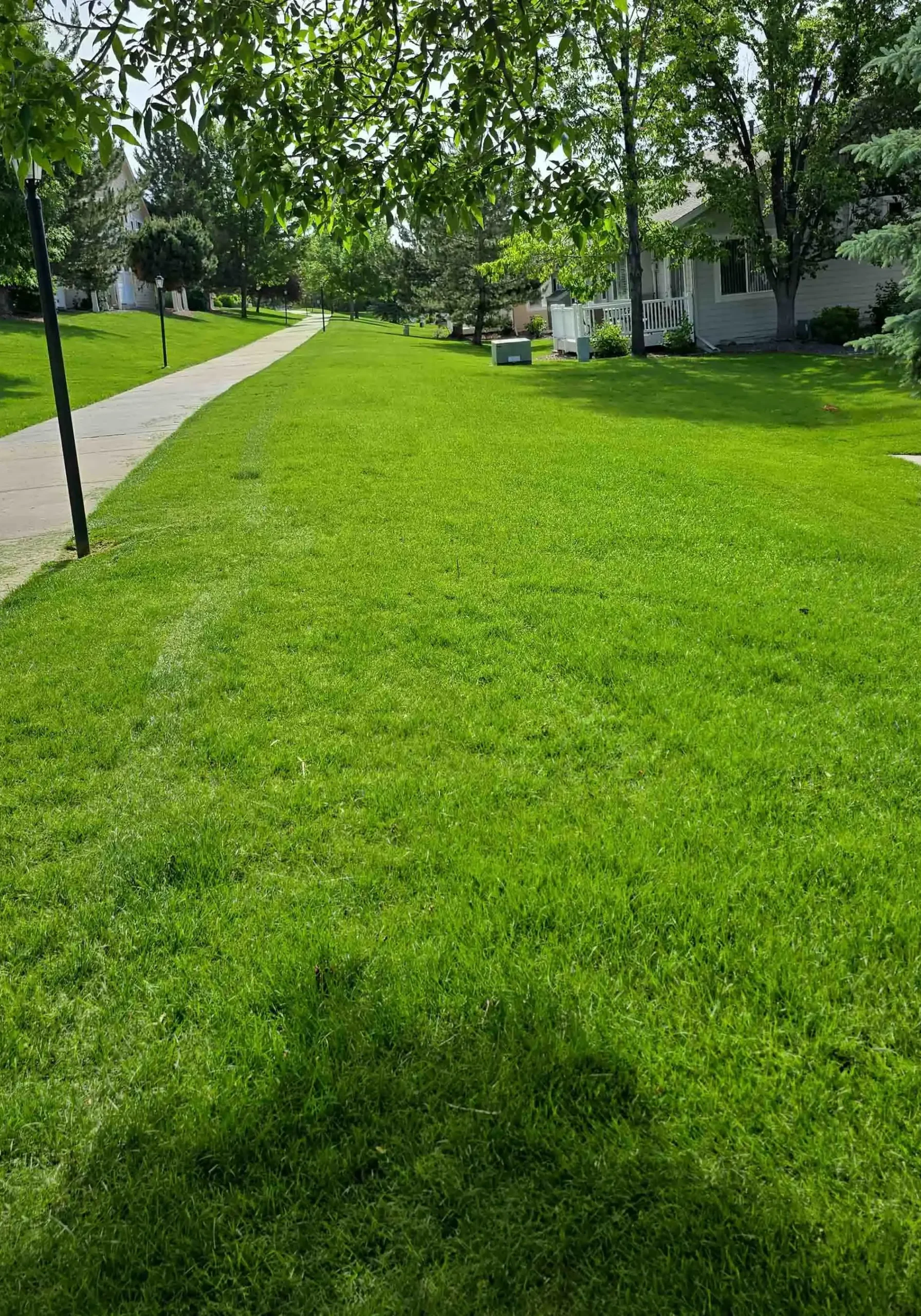 Copy of TimePhoto_20240618_094938 Louisville, CO Commercial Landscaping Services