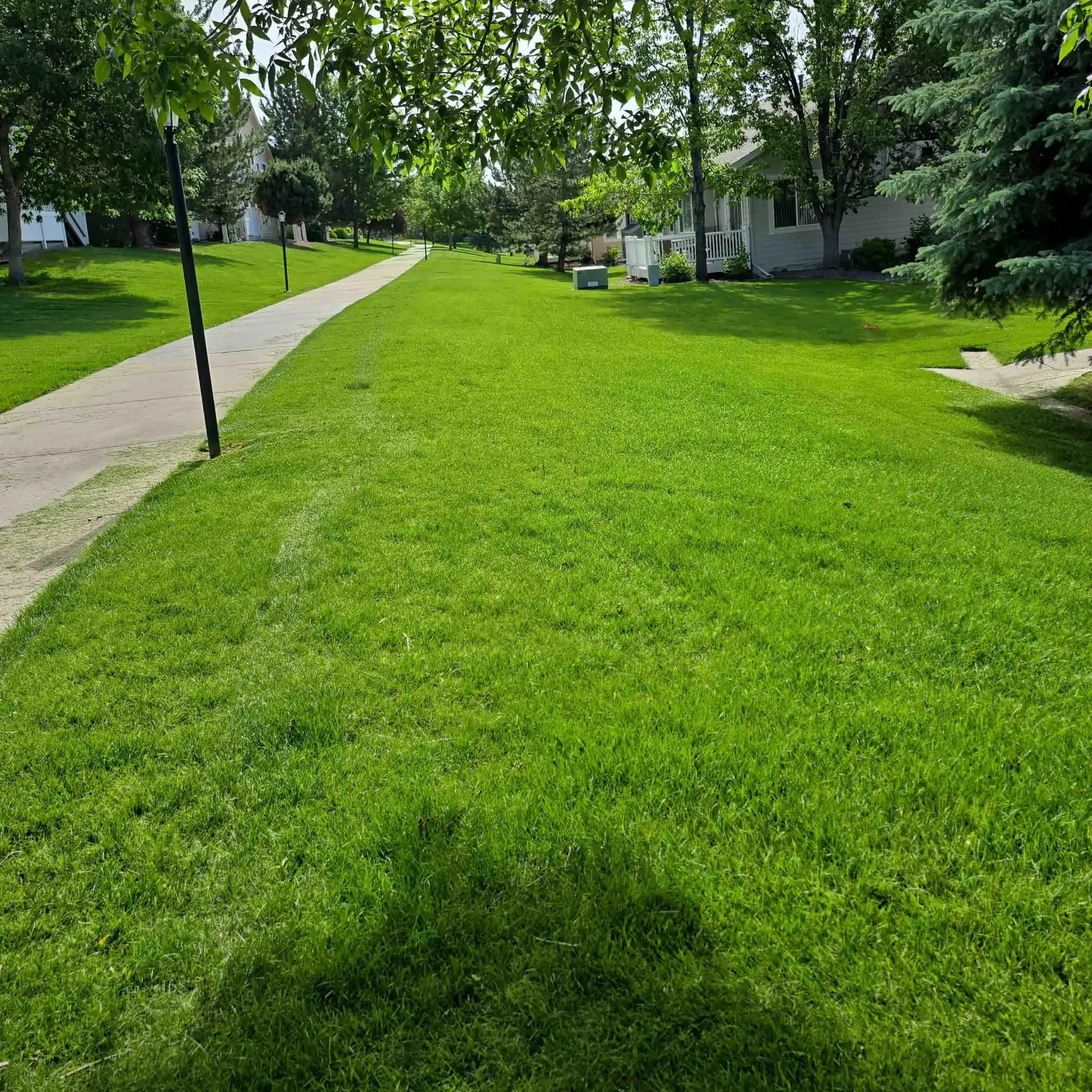 Copy of TimePhoto_20240618_094938 Louisville, CO Commercial Landscaping Services